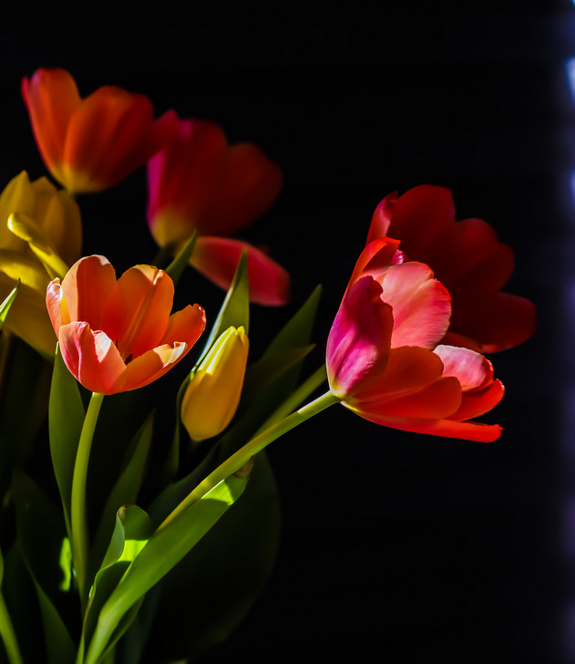 Digital Open In Class B By Roberta Esposito For Birthday Tulips OCT-2021.jpg